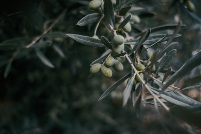 绿色水果特写摄影